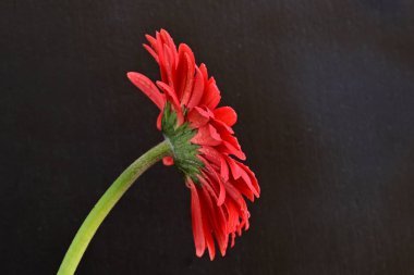 Siyah arkaplanda su damlaları olan kırmızı gerbera çiçeği