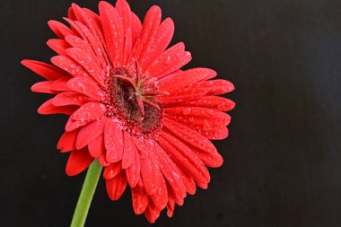 Siyah arkaplanda su damlaları olan kırmızı gerbera çiçeği