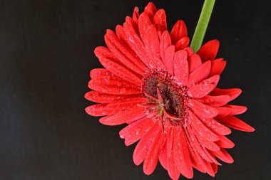 Siyah arkaplanda su damlaları olan kırmızı gerbera çiçeği