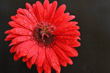 Siyah arkaplanda su damlaları olan kırmızı gerbera çiçeği