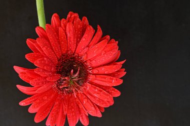 Siyah arkaplanda su damlaları olan kırmızı gerbera çiçeği
