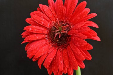 Siyah arkaplanda su damlaları olan kırmızı gerbera çiçeği