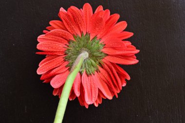 Siyah arkaplanda su damlaları olan kırmızı gerbera çiçeği