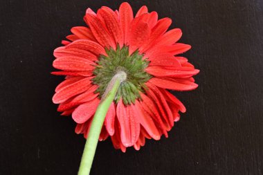 Siyah arkaplanda su damlaları olan kırmızı gerbera çiçeği