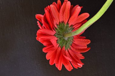 Siyah arkaplanda su damlaları olan kırmızı gerbera çiçeği