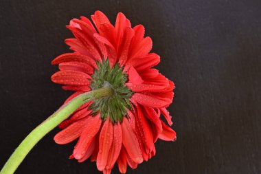 Siyah arkaplanda su damlaları olan kırmızı gerbera çiçeği