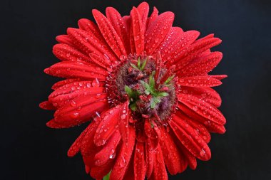 Siyah arkaplanda su damlaları olan kırmızı gerbera çiçeği