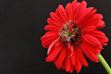 Siyah arkaplanda kırmızı gerbera çiçeği