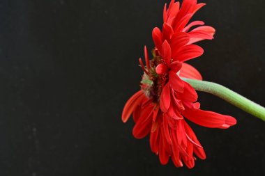 Siyah arkaplanda kırmızı gerbera çiçeği