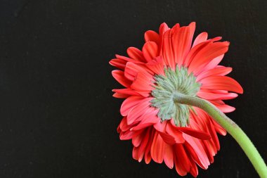 Siyah arkaplanda kırmızı gerbera çiçeği