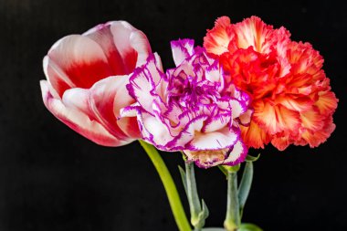 Güzel yumuşak lale ve karanfil çiçekleri siyah arka planda