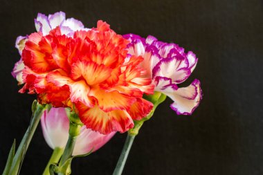 Güzel yumuşak lale ve karanfil çiçekleri siyah arka planda