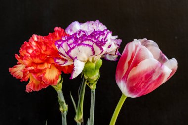 Güzel yumuşak lale ve karanfil çiçekleri siyah arka planda