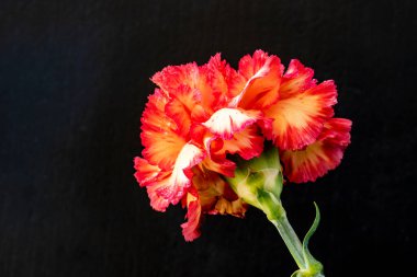 Karanlık arka planda güzel karanfil çiçeği