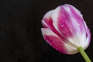 Siyah arka planda güzel pembe çiçekler