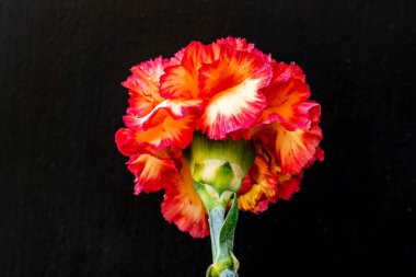 Karanlık arka planda güzel karanfil çiçeği