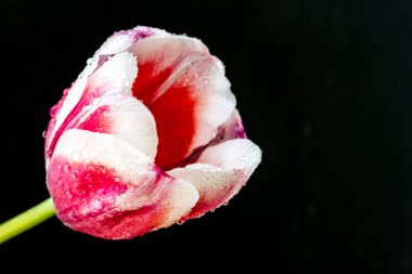 Siyah zemin üzerinde güzel bir lale. Yakın plan. 