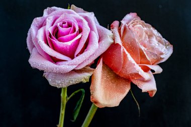 Koyu arkaplanda güzel güller                        