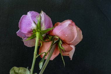 Koyu arkaplanda güzel güller                        