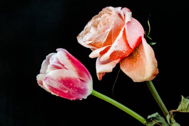 Koyu arkaplanda güzel güller                        