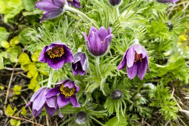 Güneşli yaz gününde bahçede yetişen güzel mor çiçekler.