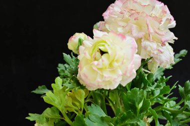 Siyah arkaplanda güzel bir buket çiçek, yakın görüş.