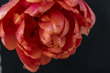 Bahçedeki güzel laleyi kapat.