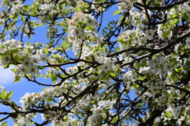 Elma ağacının beyaz çiçeklerinin manzarası. Güzel açan bahar ağacı.