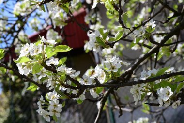 Elma ağacının beyaz çiçeklerinin manzarası. Güzel açan bahar ağacı.