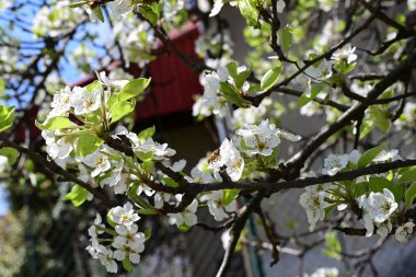 Elma ağacının beyaz çiçeklerinin manzarası. Güzel açan bahar ağacı.