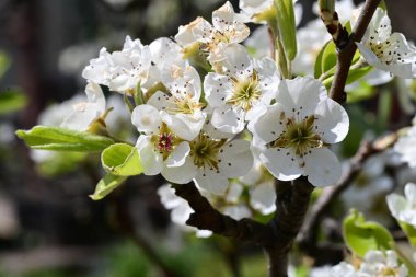 Elma ağacının beyaz çiçeklerinin manzarası. Güzel açan bahar ağacı.