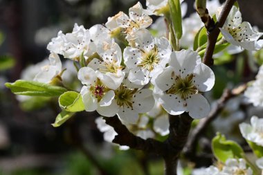 Elma ağacının beyaz çiçeklerinin manzarası. Güzel açan bahar ağacı.