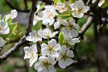 Elma ağacının beyaz çiçeklerinin manzarası. Güzel açan bahar ağacı.