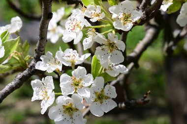 Elma ağacının beyaz çiçeklerinin manzarası. Güzel açan bahar ağacı.