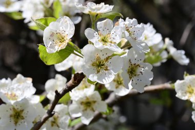 Elma ağacının beyaz çiçeklerinin manzarası. Güzel açan bahar ağacı.
