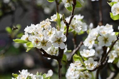 Elma ağacının beyaz çiçeklerinin manzarası. Güzel açan bahar ağacı.