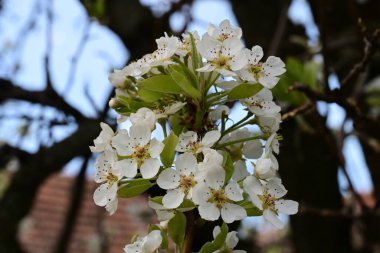 Elma ağacının beyaz çiçeklerinin manzarası. Güzel açan bahar ağacı.