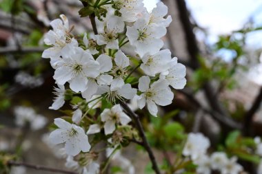 Elma ağacının beyaz çiçeklerinin manzarası. Güzel açan bahar ağacı.