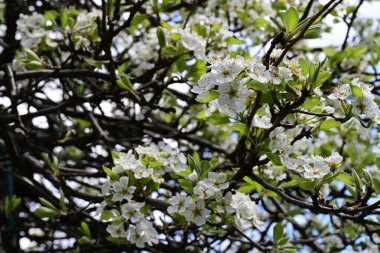 Elma ağacının beyaz çiçeklerinin manzarası. Güzel açan bahar ağacı.