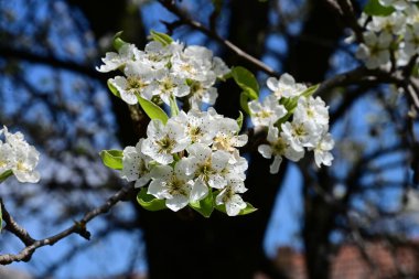 Elma ağacının beyaz çiçeklerinin manzarası. Güzel açan bahar ağacı.