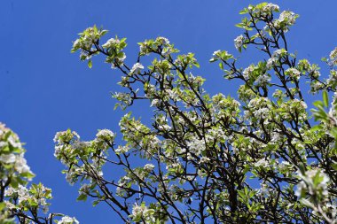 Elma ağacının beyaz çiçeklerinin manzarası. Güzel açan bahar ağacı.