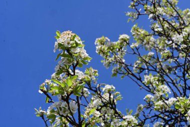 Elma ağacının beyaz çiçeklerinin manzarası. Güzel açan bahar ağacı.