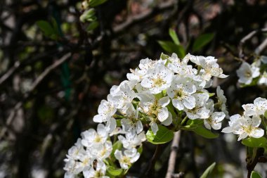 Elma ağacının beyaz çiçeklerinin manzarası. Güzel açan bahar ağacı.