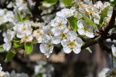 Elma ağacının beyaz çiçeklerinin manzarası. Güzel açan bahar ağacı.