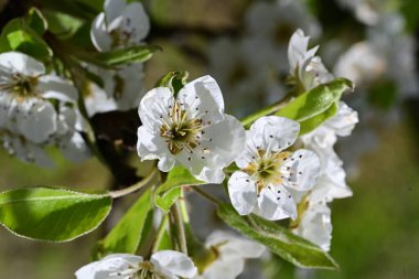 Elma ağacının beyaz çiçeklerinin manzarası. Güzel açan bahar ağacı.