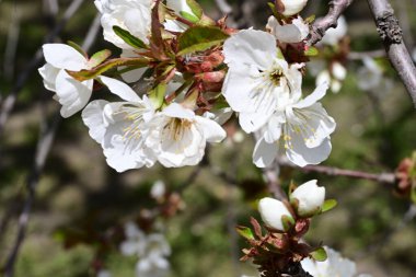 Elma ağacının beyaz çiçeklerinin manzarası. Güzel açan bahar ağacı.
