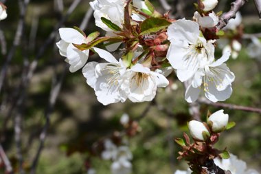 Elma ağacının beyaz çiçeklerinin manzarası. Güzel açan bahar ağacı.