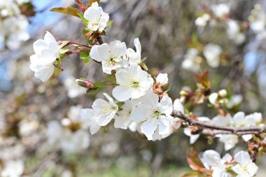 Elma ağacının beyaz çiçeklerinin manzarası. Güzel açan bahar ağacı.