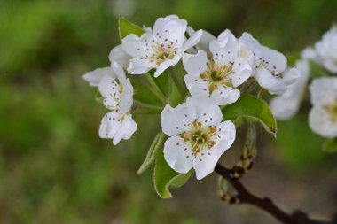 Elma ağacının beyaz çiçeklerinin manzarası. Güzel açan bahar ağacı.