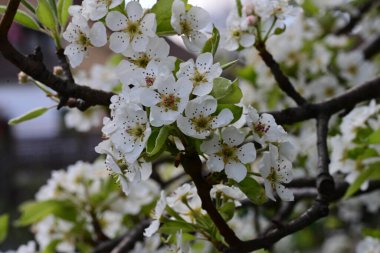 Elma ağacının beyaz çiçeklerinin manzarası. Güzel açan bahar ağacı.